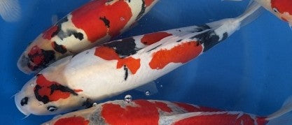 Imported Koi Fish - 18" Hiroi Doitsu Showa - Female 2