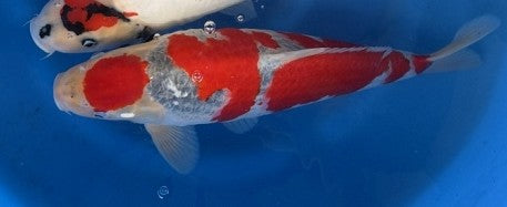 Imported Koi Fish - 18" Hiroi Goshiki