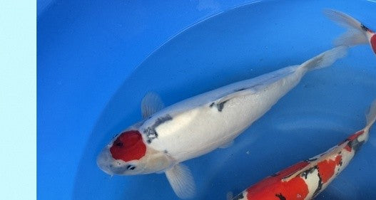 Imported Koi Fish - 18" Hiroi Doitsu TANCHO Showa
