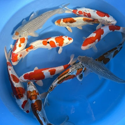 Imported Koi Fish - 14-15" Metallic HQ Mix - Doitsu Ochiba, Tancho Ochiba, Kikusui, Ginrin Soragoi, Kikokuryu