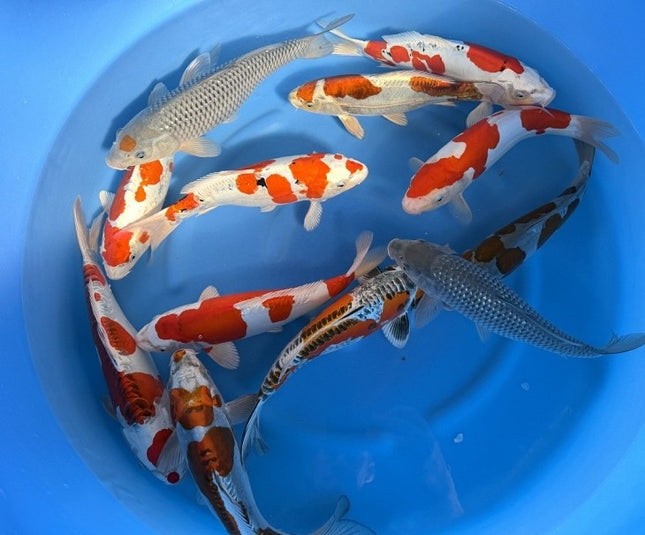 Imported Koi Fish - 14-15" Metallic HQ Mix - Doitsu Ochiba, Tancho Ochiba, Kikusui, Ginrin Soragoi, Kikokuryu
