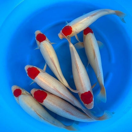 Imported Koi Fish - 15-17" Marujyu TANCHO Kohaku