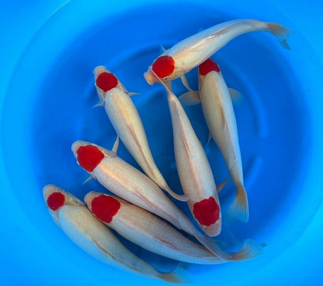 Imported Koi Fish - 15-17" Marujyu TANCHO Kohaku
