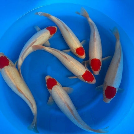 Imported Koi Fish - 15-17" Marujyu TANCHO Kohaku