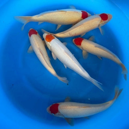 Imported Koi Fish - 15-17" Marujyu TANCHO Kohaku