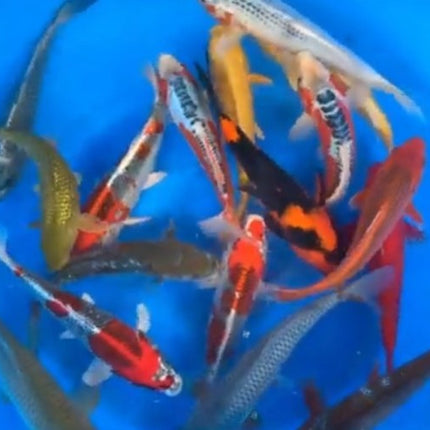 Imported Koi Fish - 10-14" Marusei Mix including go sanke, asagi, matsuba and more!