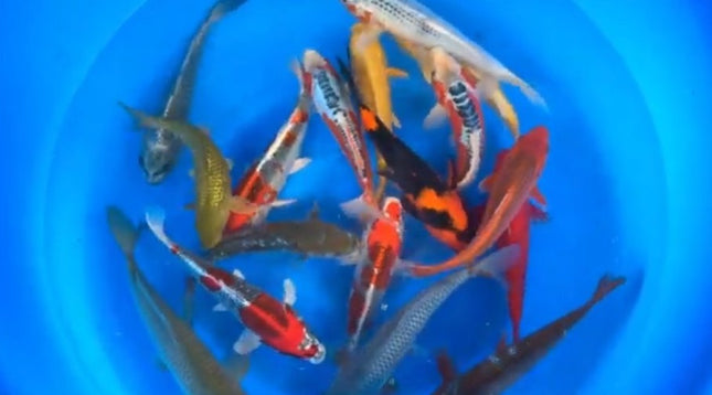 Imported Koi Fish - 10-14" Marusei Mix including go sanke, asagi, matsuba and more!
