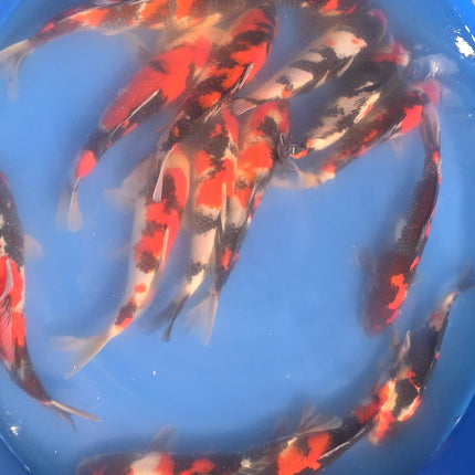 Imported Koi fish 10-12” Izumiya Showa
