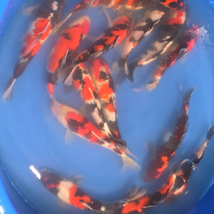 Imported Koi fish 10-12” Izumiya Showa