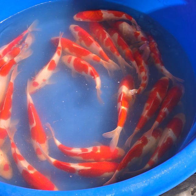 Imported Koi fish 8-10” Izumiya Kohaku