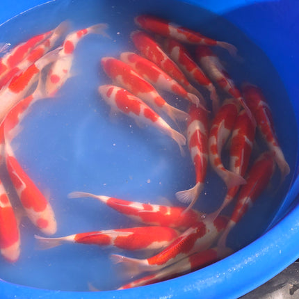 Imported Koi fish 8-10” Izumiya Kohaku