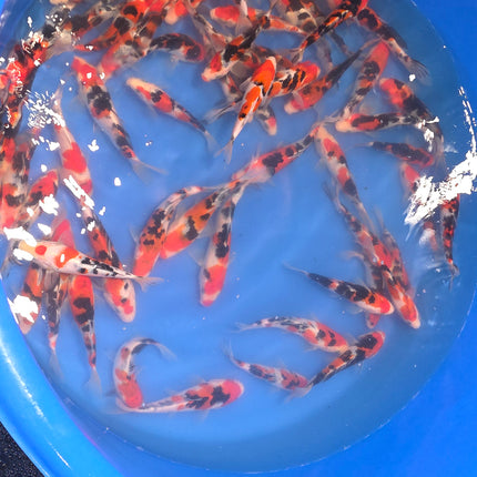 Imported Koi fish 5-6" Izumiya Sanke
