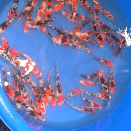 Imported Koi fish 5-6" Izumiya Sanke