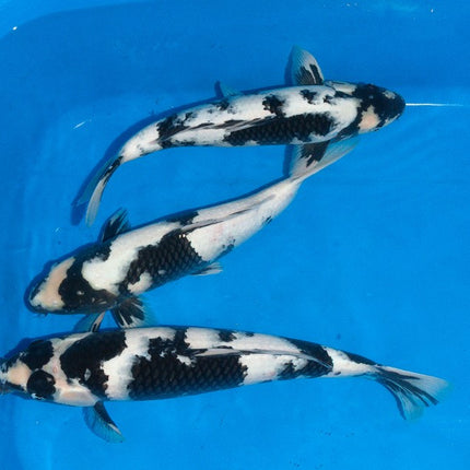 Imported Koi Fish - 16-19" HQ Omosako Shiro Utsuri