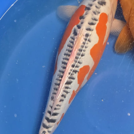 Imported Koi Fish - 21" Tenaka 5 STAR - Award Winning Shusui - Under 2 years old