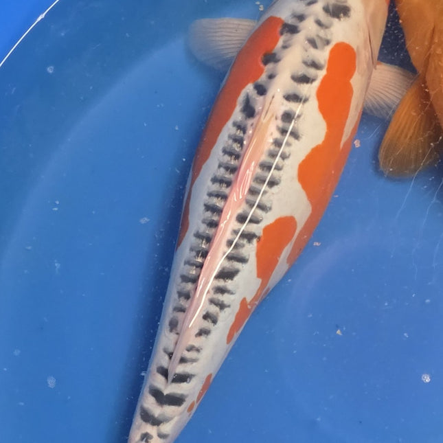 Imported Koi Fish - 21" Tenaka 5 STAR - Award Winning Shusui - Under 2 years old