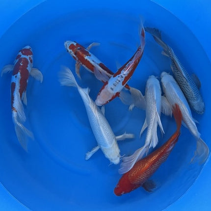 Imported Koi Fish - 13-15" Yamasan Butterfly mix