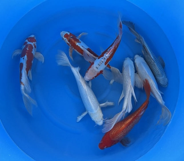 Imported Koi Fish - 13-15" Yamasan Butterfly mix