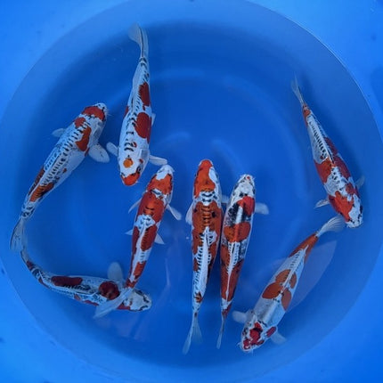 Imported Koi Fish - 13-15" Yamasan Beni Kikokuryu