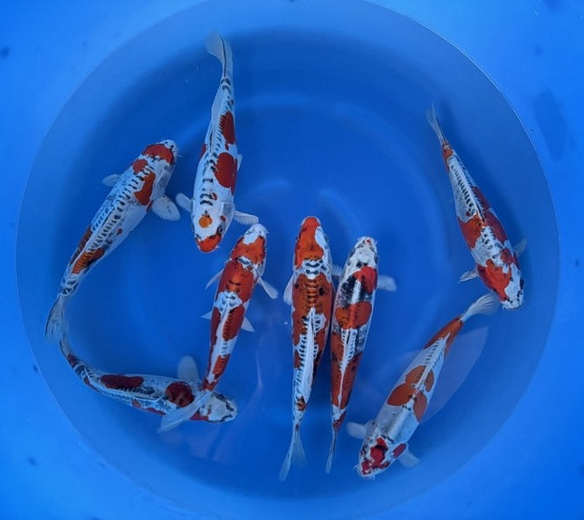 Imported Koi Fish - 13-15" Yamasan Beni Kikokuryu