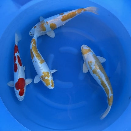 Imported Koi Fish - 17-19" Yamasan Doistu Hariwake and Kikusui
