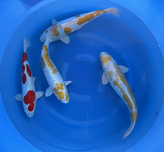 Imported Koi Fish - 17-19" Yamasan Doistu Hariwake and Kikusui